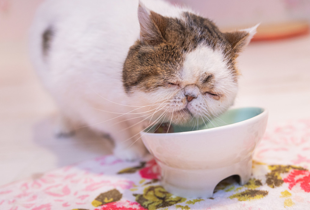 猫がご飯食べないけど水は飲むしおやつも食べる ストレス 原因は 感想口コミ ノマトレンド