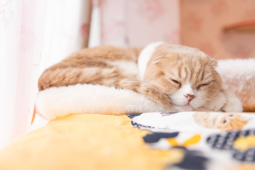 猫と一緒に寝るのはいつからが大丈夫 腕枕でも寝れる理由や心理 感想口コミ ノマトレンド