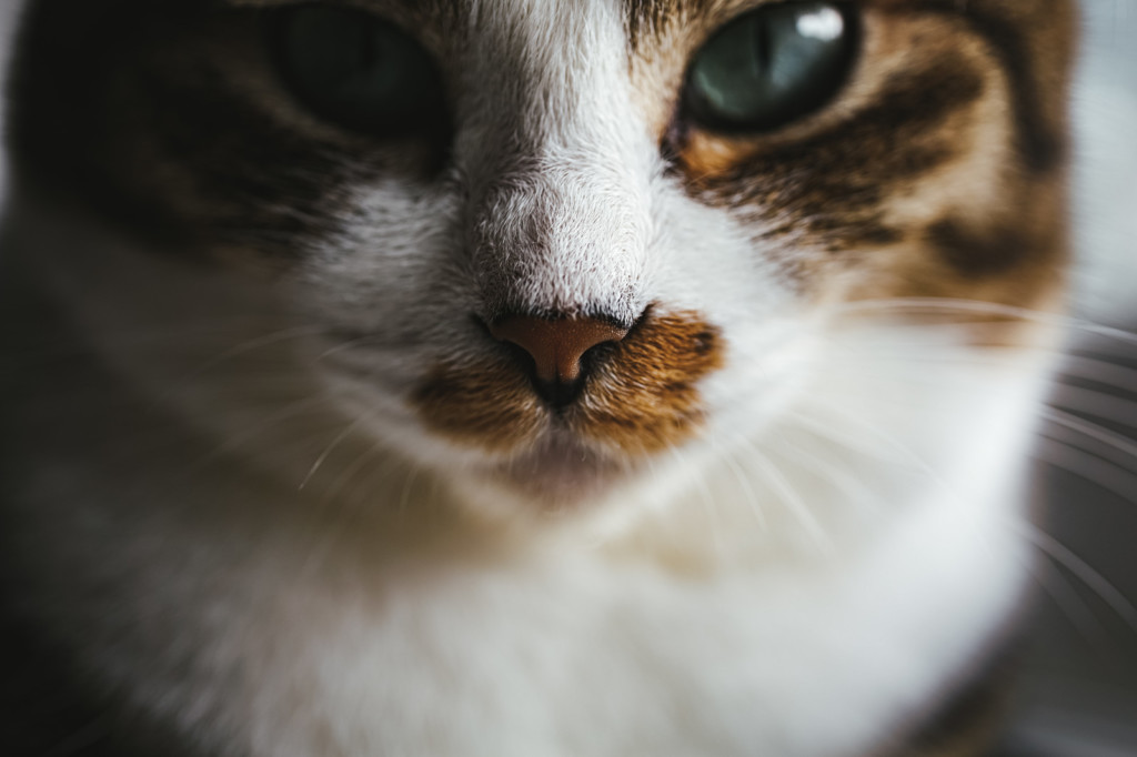 猫が鼻水が出た場合の対処法や治し方猫の画像